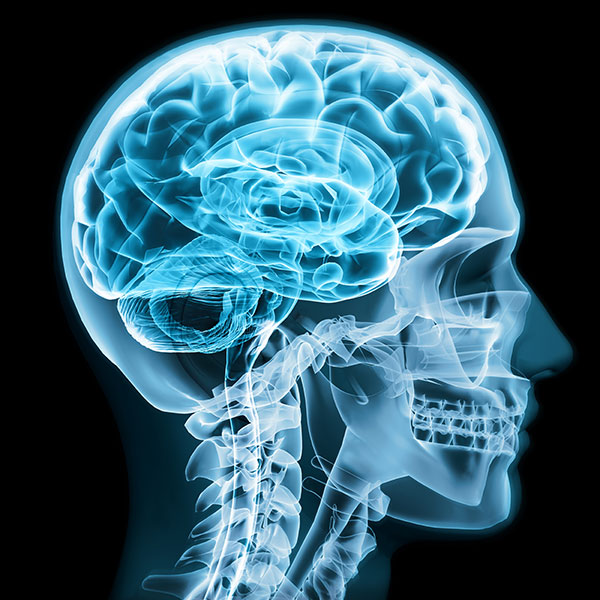 Integrativecraniopraxis Blog Amygdala